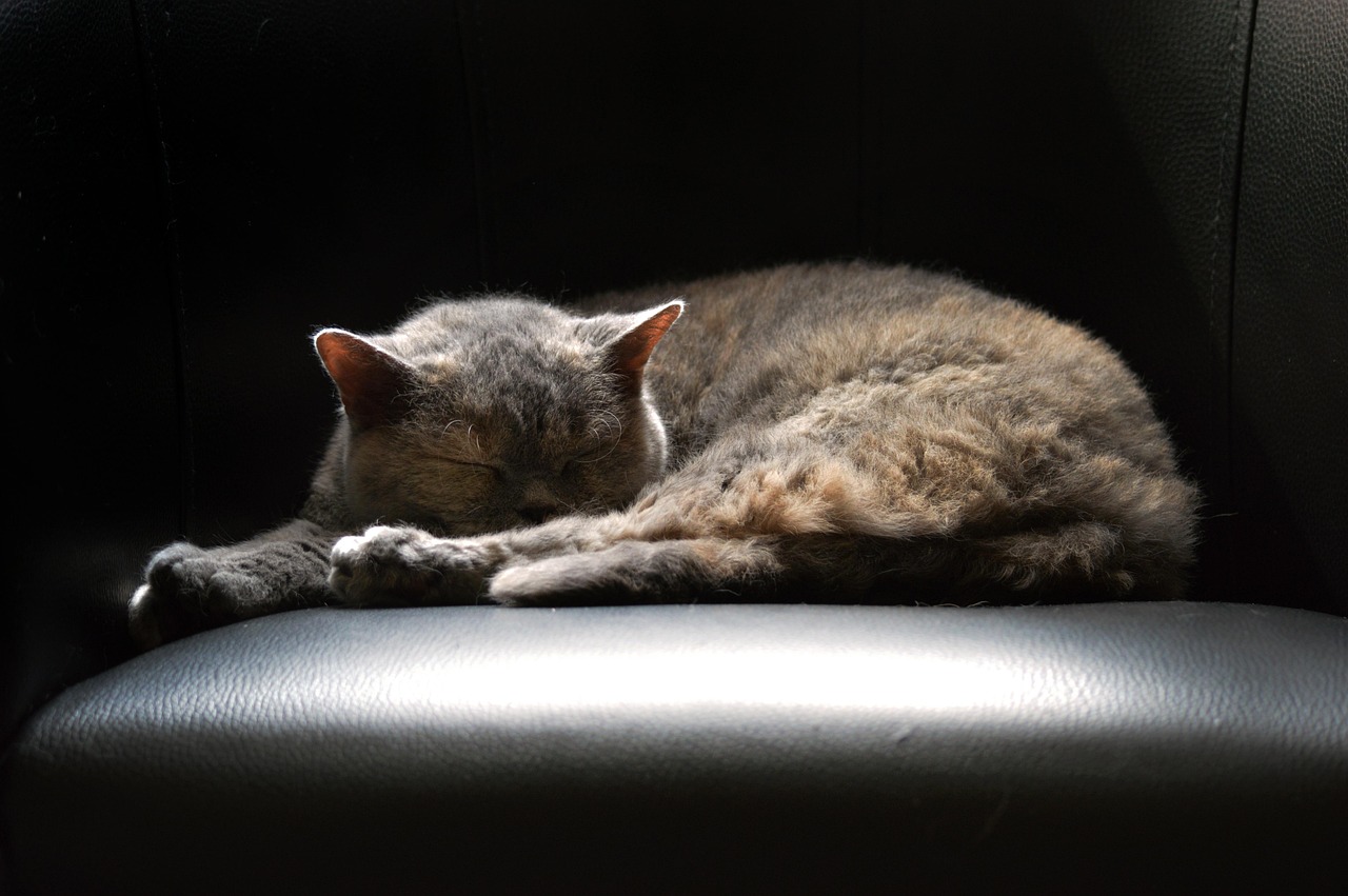 猩猩资讯，探索猩猩世界，关注保护现状
