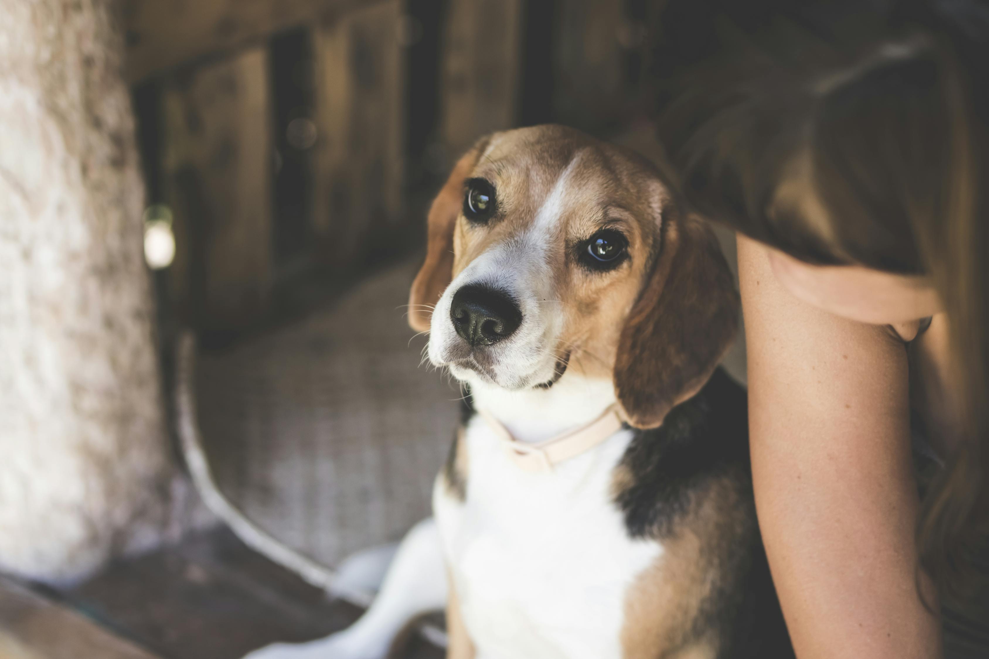 最新高加索犬斗殴视频，探究犬类力量与本能行为背后的秘密